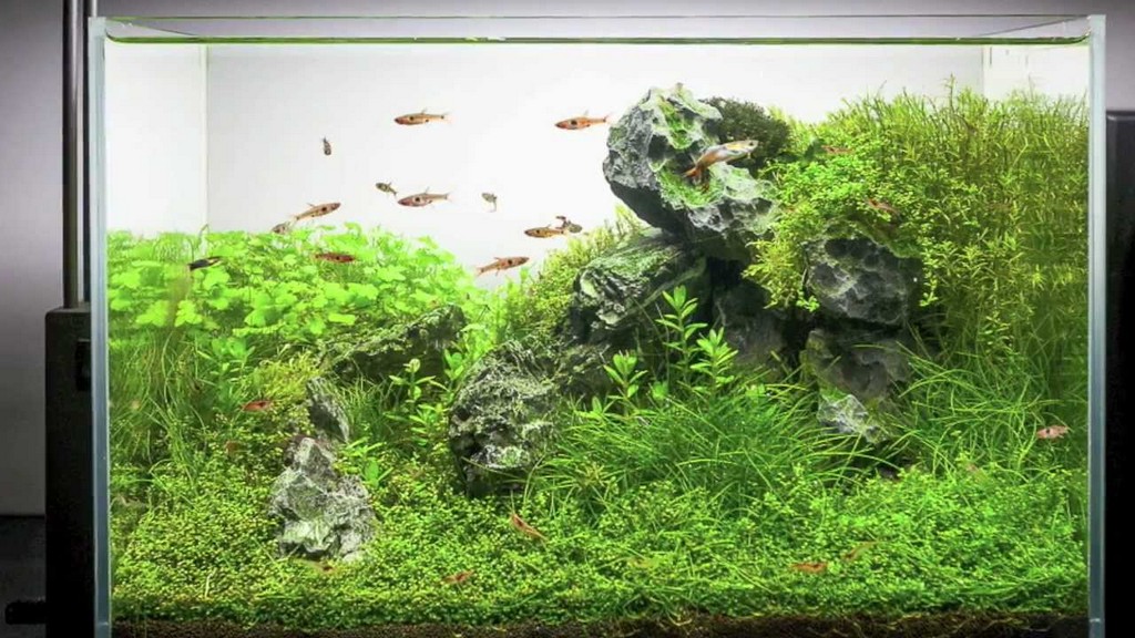 Akwaria roślinne