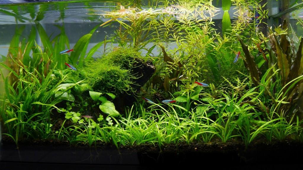 Akwaria roślinne