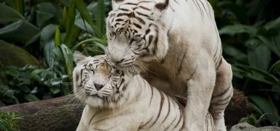 Biały tygrys
