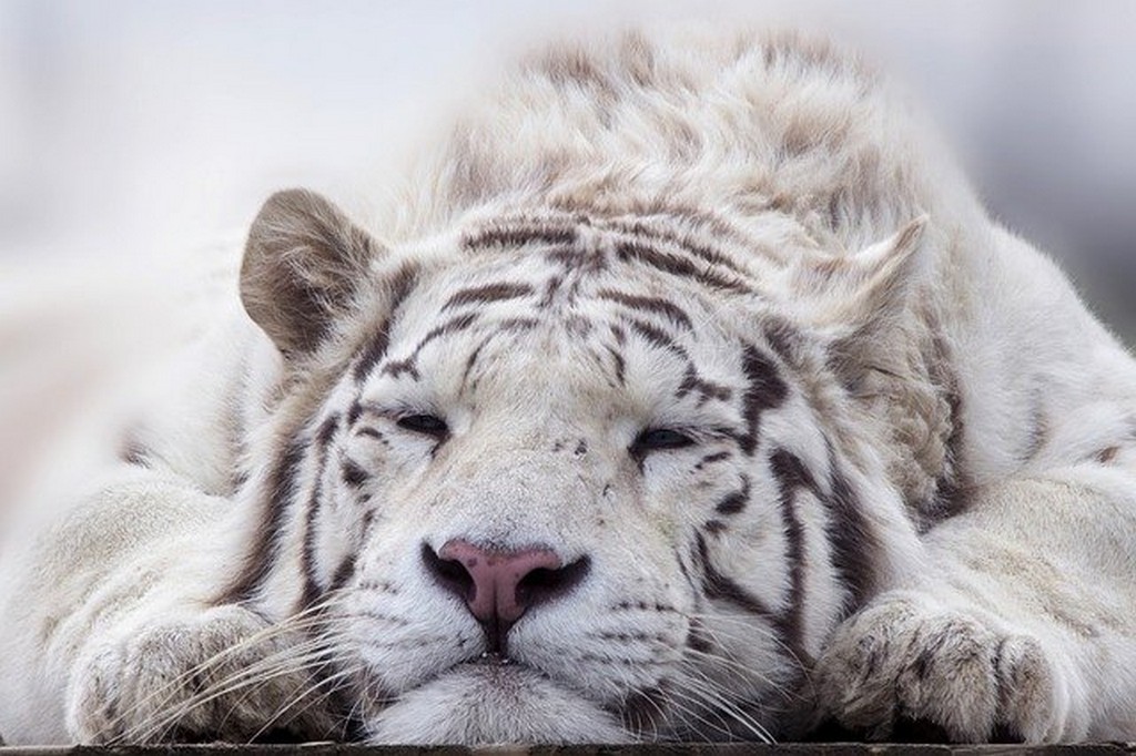 Biały tygrys