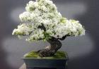 Najpiękniejsze drzewka Bonsai - ogrodnicza sztuka