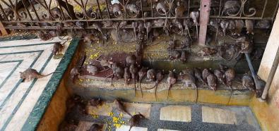 Szczury w Indiach