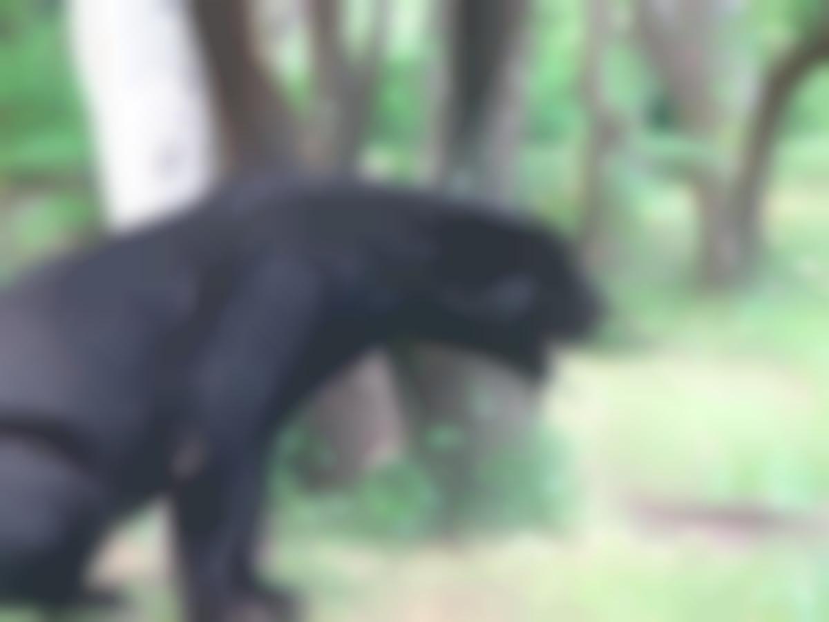 Czarny jaguar