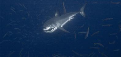 Ataki rekinów na ludzi - 10 najsłynniejszych historii
