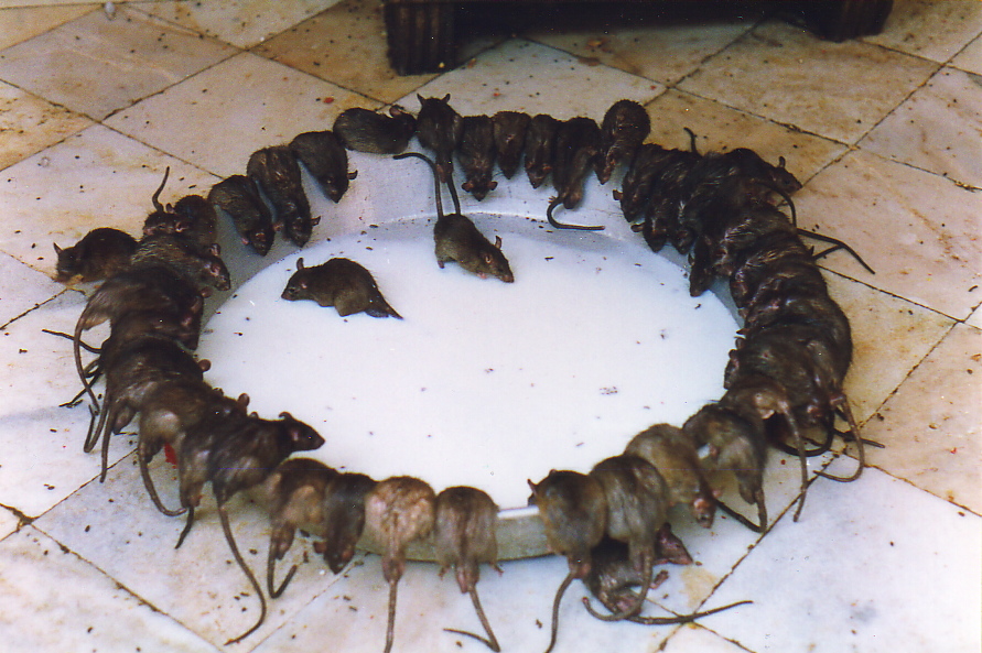 Szczury w Indiach