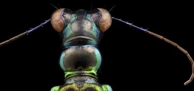 Mikroskopowe zdjęcia owadów