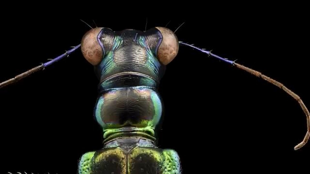 Mikroskopowe zdjęcia owadów