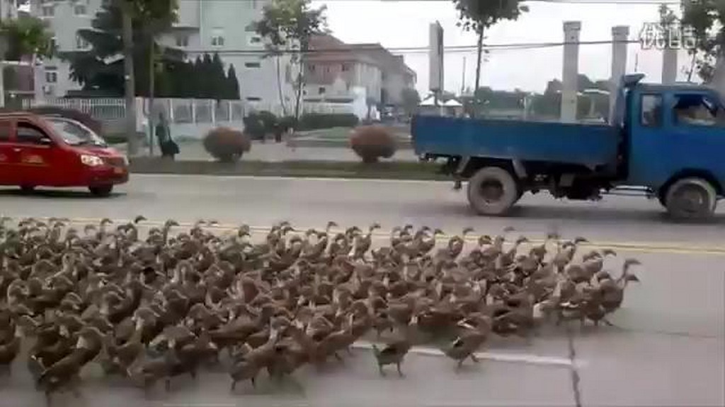 Kaczki na ulicy
