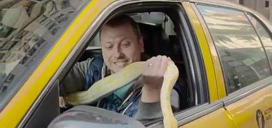 Wąż w taksówce