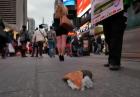 Szczurek terroryzuje Nowy Jork