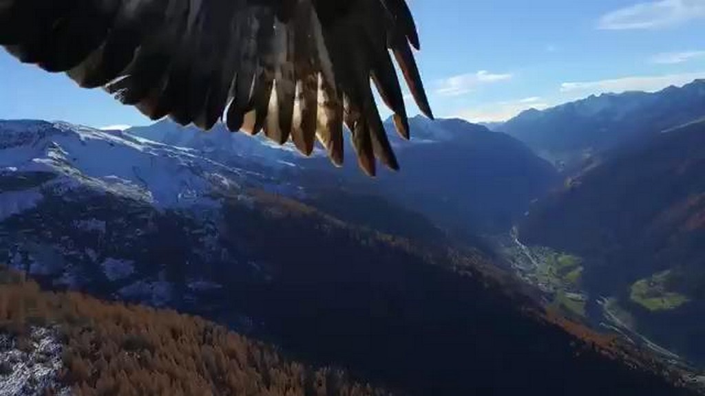 Dron vs orły