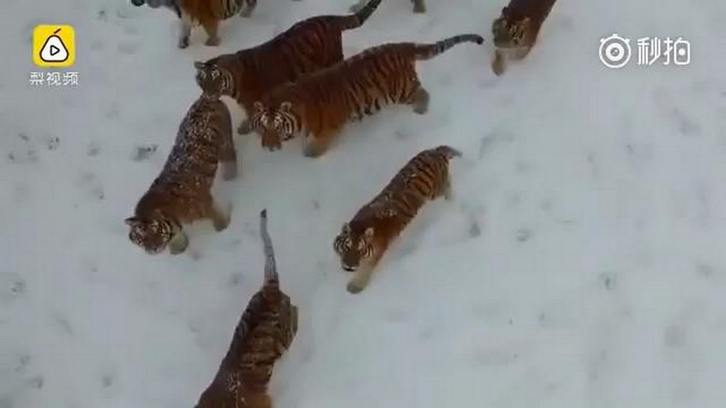 Tygrysy vs. dron
