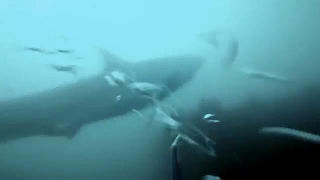 Rekin vs nurek