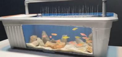 Akwarium w doniczce