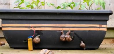 Elektryczny pastuch na ślimaki