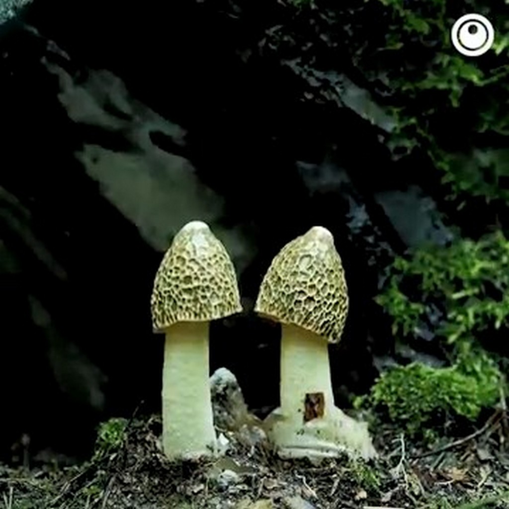 Wzrost grzybów