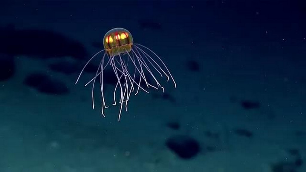 Nowy gatunek meduzy