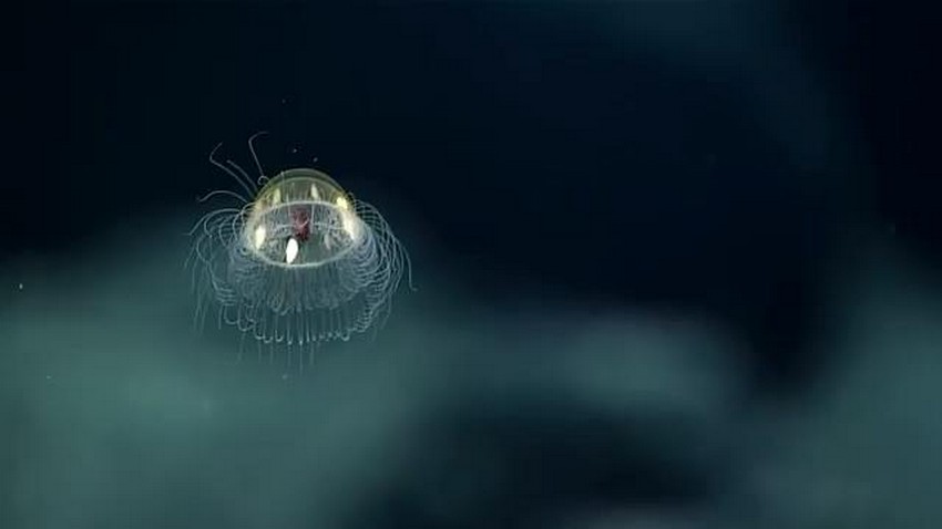 Kosmiczna Meduza