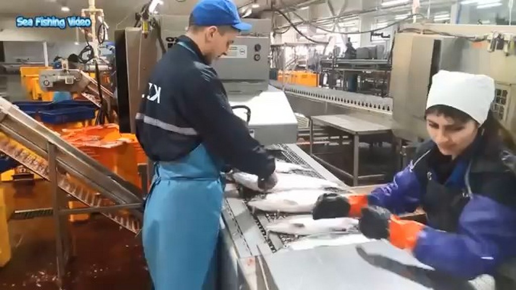 Przetwórstwo ryb