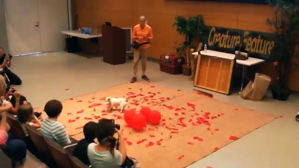 Piesek bije rekord w rozbijaniu balonów