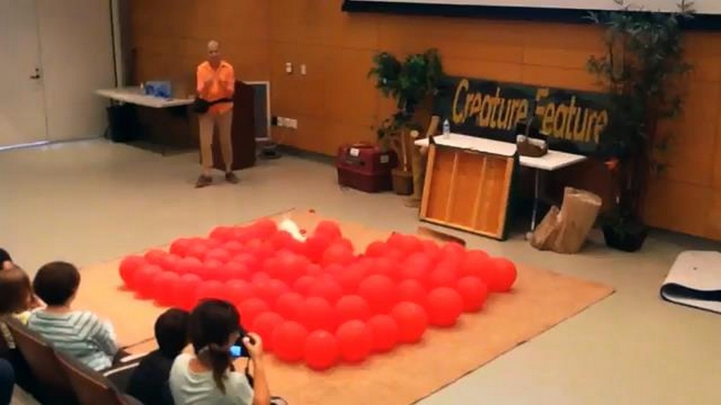 Piesek bije rekord w rozbijaniu balonów