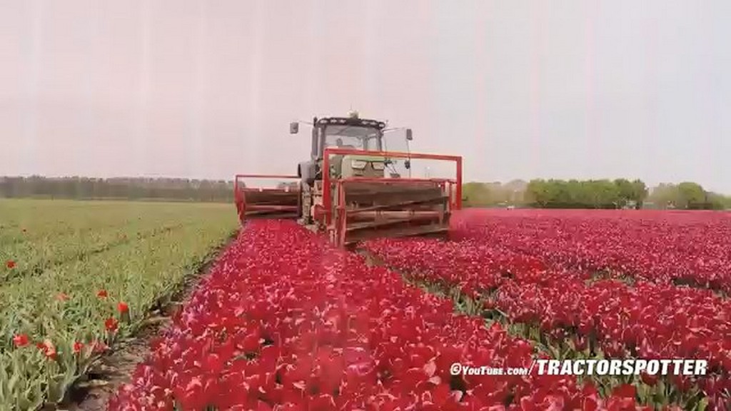 Ścinanie tulipanów