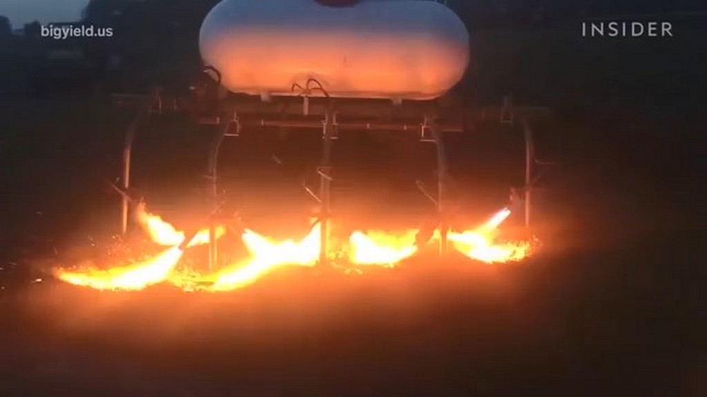 Wypalanie chwastów