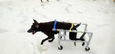 Wózki inwalidzkie dla psów