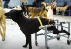 Wózki inwalidzkie dla psów