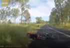 Kangur vs. rowerzystka