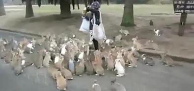 Atak króliczków