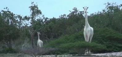 Białe żyrafy