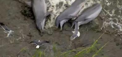 Delfiny polują na brzegu