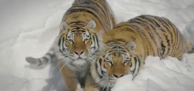 Spotkanie dronów z tygrysami