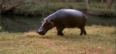 Hipopotam w domu