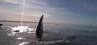 Kajakrze i wieloryby