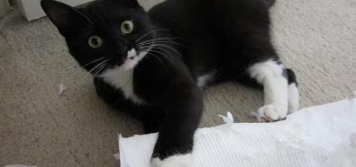 Koty i papier