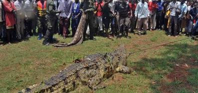 Krokodyl w Ugandzie