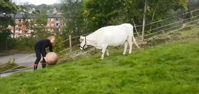 Krowa bawi się piłką