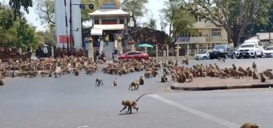 Małpy atakują w Tajlandii