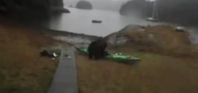 Niedźwiedź demoluje kajak