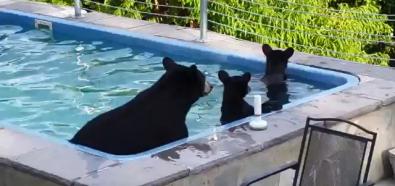 Niedźwiedzie w basenie