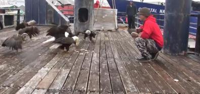 Karmienie orłów na Alasce