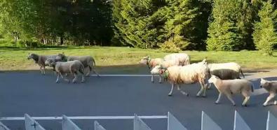 Owce mylą kierunek