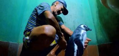 Przyjaźń człowieka i pingwina