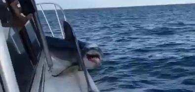 Rekin uwięziony na łodzi