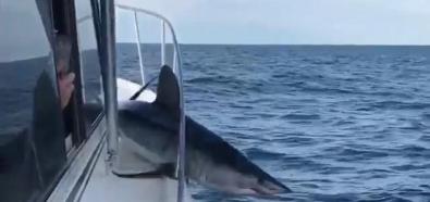 Rekin uwięziony na łodzi