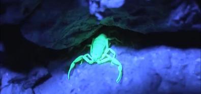 Skorpiony w UV