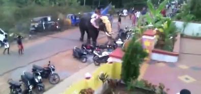 Słoń dewastuje parking