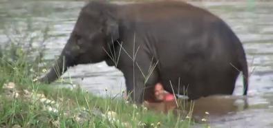 Słoń na ratunek człowiekowi